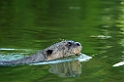 Giant Otter05-01